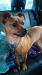 Small Photo #1 Chiweenie Puppy For Sale in FENTON, MO, USA