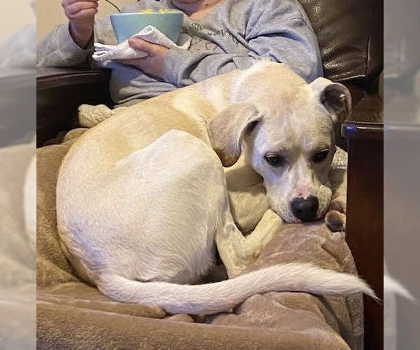 Medium Photo #27 Boxador Puppy For Sale in Princeton, MN, USA