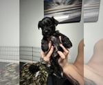 Small Photo #3 Schnauzer (Miniature) Puppy For Sale in DALLAS, GA, USA