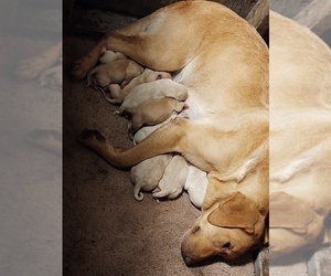 Mother of the Labrador Retriever puppies born on 12/04/2023