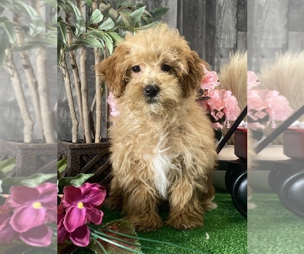 Medium Photo #2 Poodle (Miniature) Puppy For Sale in CANOGA, NY, USA