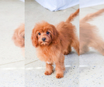 Small Photo #10 Cavapoo Puppy For Sale in SYRACUSE, IN, USA