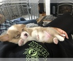 Small Photo #2 Pembroke Welsh Corgi Puppy For Sale in WATERBURY, CT, USA