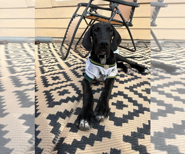 Medium Photo #3 Great Dane Puppy For Sale in Bullard, TX, USA