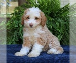 Small #2 Bernedoodle (Miniature)