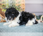 Small Photo #16 Poodle (Miniature) Puppy For Sale in WOLCOTTVILLE, IN, USA