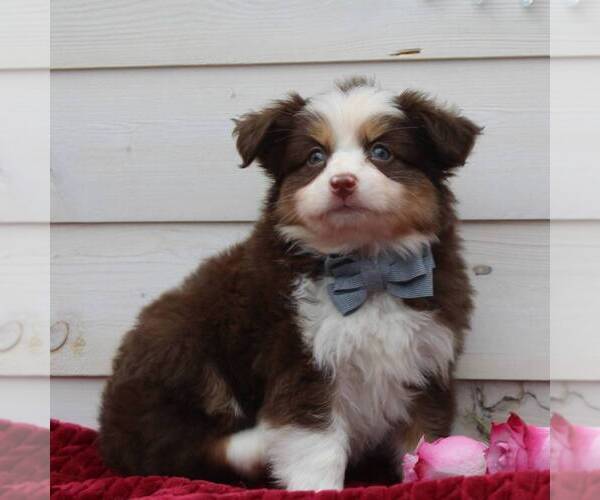 Medium Photo #5 Australian Shepherd Puppy For Sale in DUNDEE, NY, USA