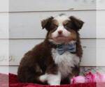 Small Photo #5 Australian Shepherd Puppy For Sale in DUNDEE, NY, USA