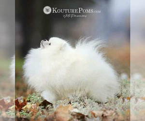 Father of the Pomeranian puppies born on 07/27/2025