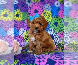 Poodle (Miniature) Puppy for sale in NEW PROVIDENCE, PA, USA