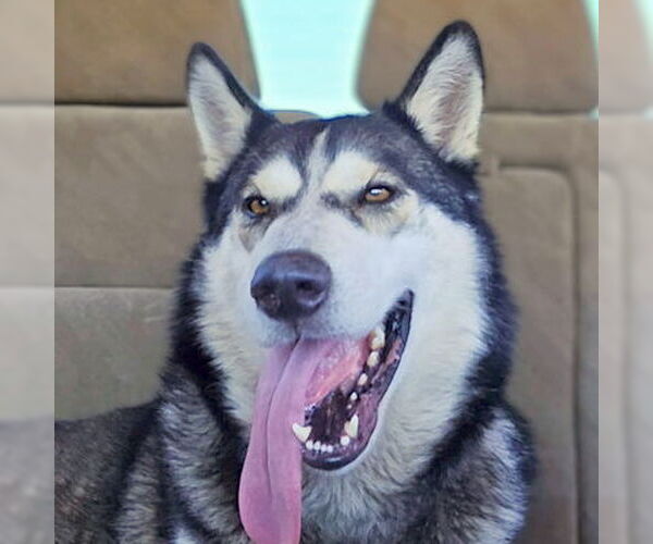 Medium Photo #2 Siberian Husky Puppy For Sale in Omaha, NE, USA