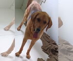 Small #2 Golden Retriever Mix