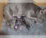 Small Photo #1 French Bulldog Puppy For Sale in LOUISVILLE, KY, USA
