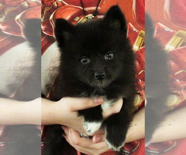 Medium Photo #1 Huskimo Puppy For Sale in SEBRING, FL, USA