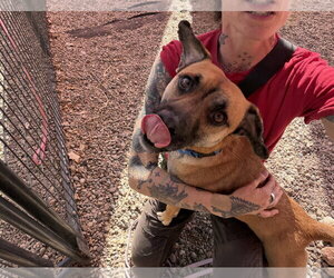 Mutt Dogs for adoption in Aurora, CO, USA