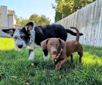 Small #8 Dachshund-Labrador Retriever Mix