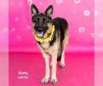Small #1 German Shepherd Dog Mix