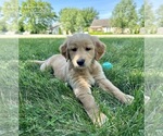 Small Photo #28 Golden Retriever Puppy For Sale in GREENFIELD, IN, USA