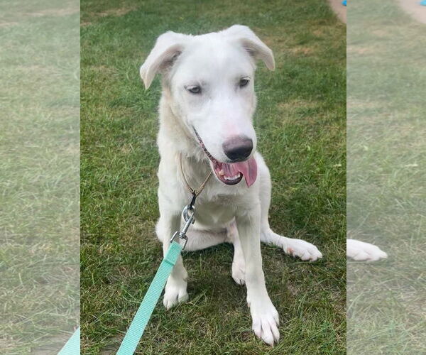 Medium Photo #3 Great Pyrenees-Unknown Mix Puppy For Sale in New London, WI, USA