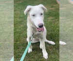 Small #2 Great Pyrenees Mix