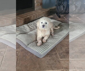 Great Pyrenees Dogs for adoption in Spring, TX, USA