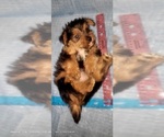 Small Photo #308 Yorkshire Terrier Puppy For Sale in AKRON, OH, USA