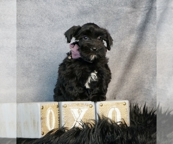 Medium Photo #4 Schnauzer (Miniature) Puppy For Sale in WARSAW, IN, USA