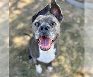 Mutt Dogs for adoption in Riverside, CA, USA
