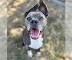 BETTY - Female Mutt Dog for Adoption - Small photo