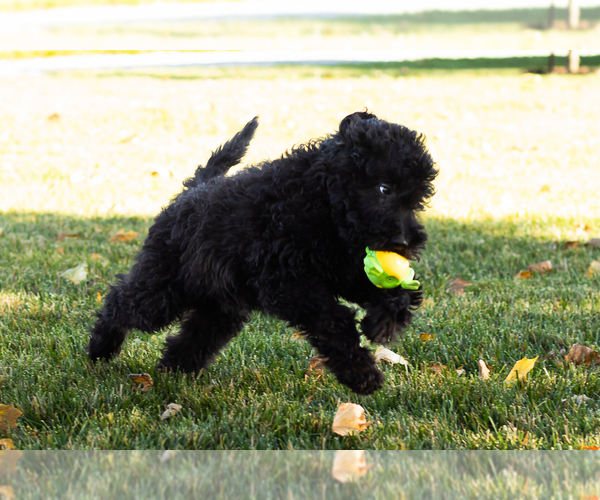 Medium Photo #5 Poodle (Standard) Puppy For Sale in SHIPSHEWANA, IN, USA