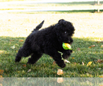 Small Photo #5 Poodle (Standard) Puppy For Sale in SHIPSHEWANA, IN, USA
