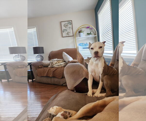 Medium Photo #2 Staffordshire Bull Terrier Puppy For Sale in Oakhurst, NJ, USA