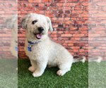 Small Photo #1 Poodle (Miniature)-Unknown Mix Puppy For Sale in Corona, CA, USA
