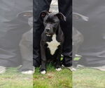 Small #3 American Staffordshire Terrier-Boxer Mix