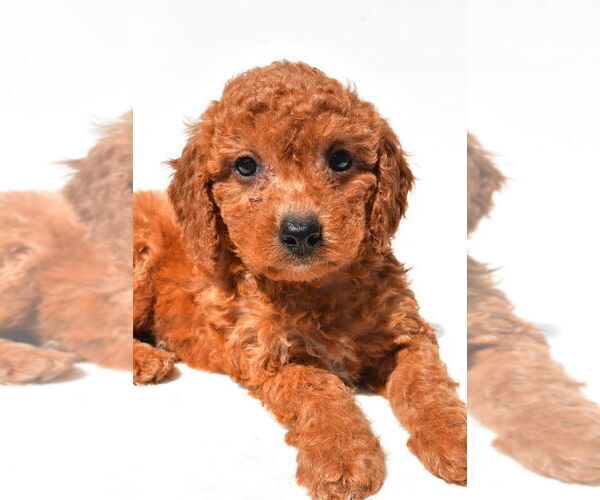 Medium Photo #12 Goldendoodle mix (+ Poodle Miniature) Puppy For Sale in DURHAM, CT, USA
