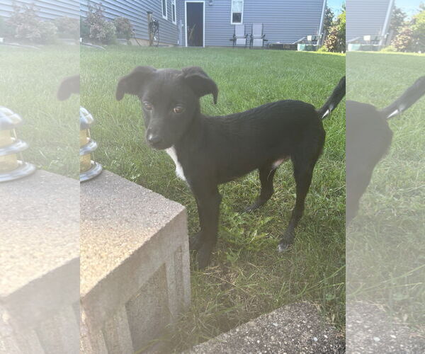 Medium Photo #3 Mutt Puppy For Sale in Plainfield, IL, USA