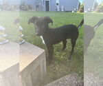 Small #2 Mutt