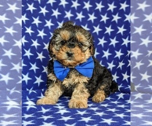 Poodle (Miniature)-Shorkie Tzu Mix Puppy for sale in CHRISTIANA, PA, USA