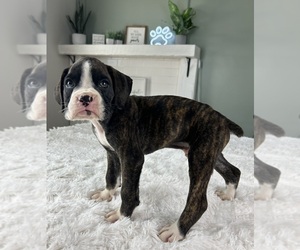 Boxer Puppy for sale in INDIANAPOLIS, IN, USA