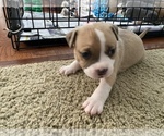 Small Photo #2 American Bully Puppy For Sale in SAINT CHARLES, MO, USA