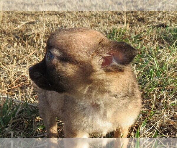 Medium Photo #14 Chihuahua Puppy For Sale in HAYES, VA, USA