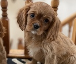 Puppy 2 Cavalier King Charles Spaniel