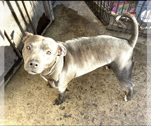 Medium Photo #2 American Staffordshire Terrier-Unknown Mix Puppy For Sale in Stckton, CA, USA