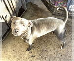 Small #1 American Staffordshire Terrier Mix