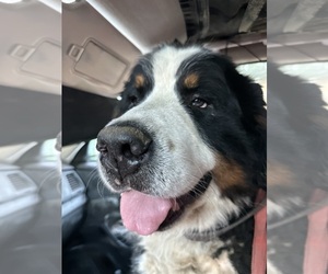 Father of the Bernese Mountain Dog puppies born on 08/13/2025