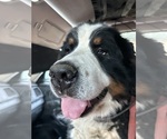 Small Photo #1 Bernese Mountain Dog Puppy For Sale in SOUTHWORTH, WA, USA