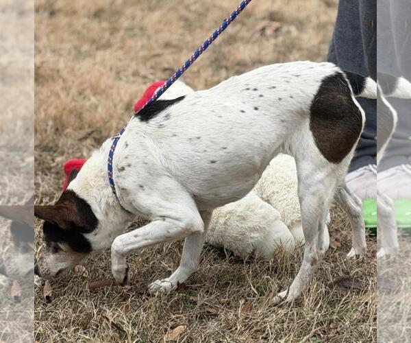 Medium Photo #4 Rat Terrier-Unknown Mix Puppy For Sale in Yardley, PA, USA
