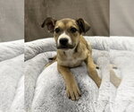 Small #11 German Shepherd Dog Mix