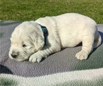 Small Photo #39 English Cream Golden Retriever Puppy For Sale in WOOSTER, OH, USA