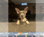 Small American Bully